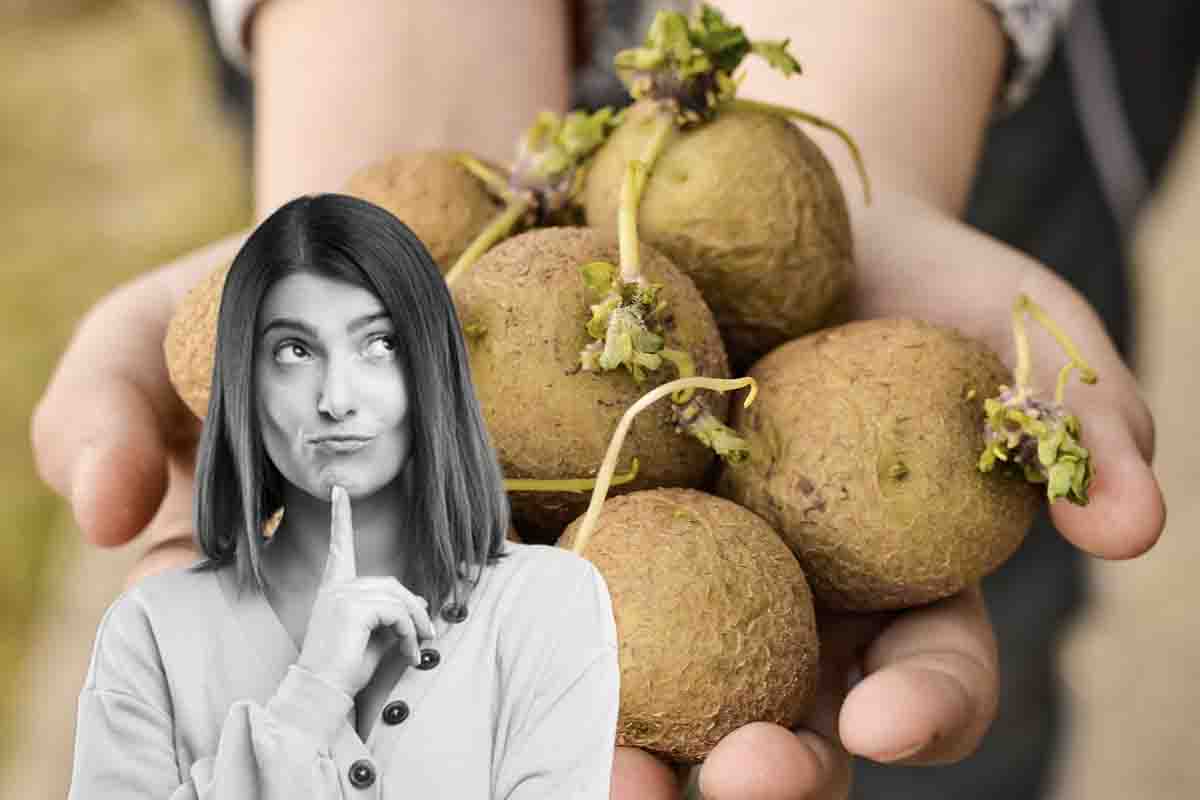 Come evitare la formazione di germogli sulle patate